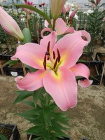 [4518 PO106 Aventino No02.JPG]